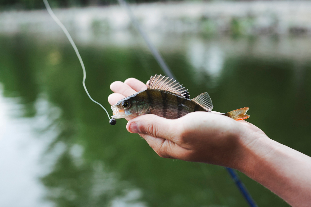 fishing rod setup