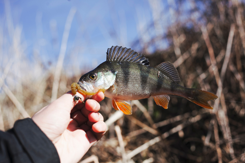  Jig for Perch