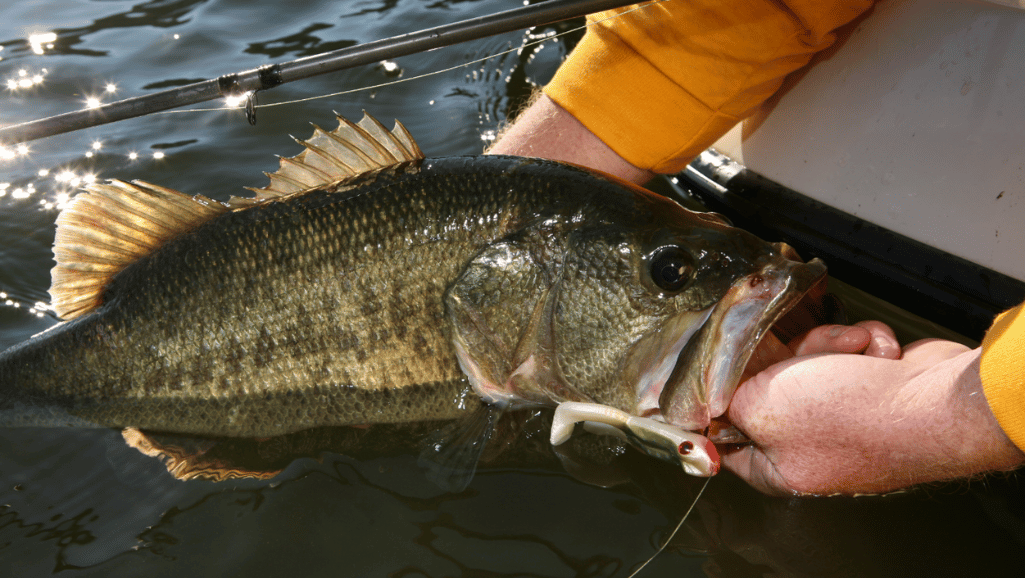 effective bass baits for spring season