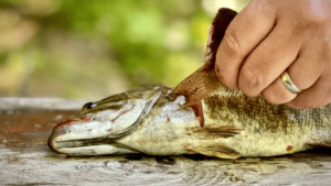 How To Clean A Fish