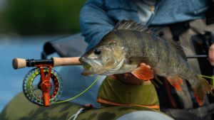 jig for perch