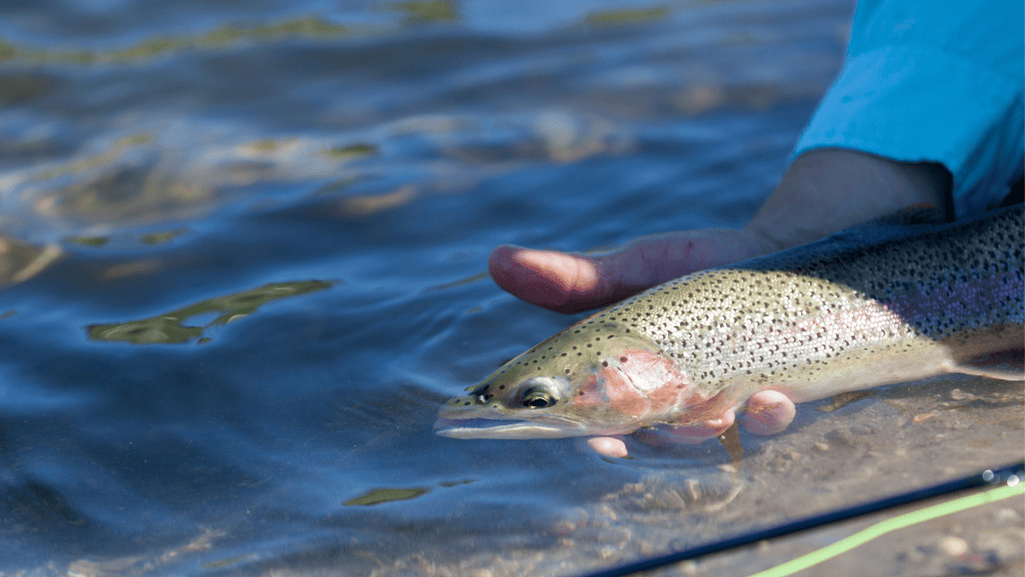 catch and release fishing laws