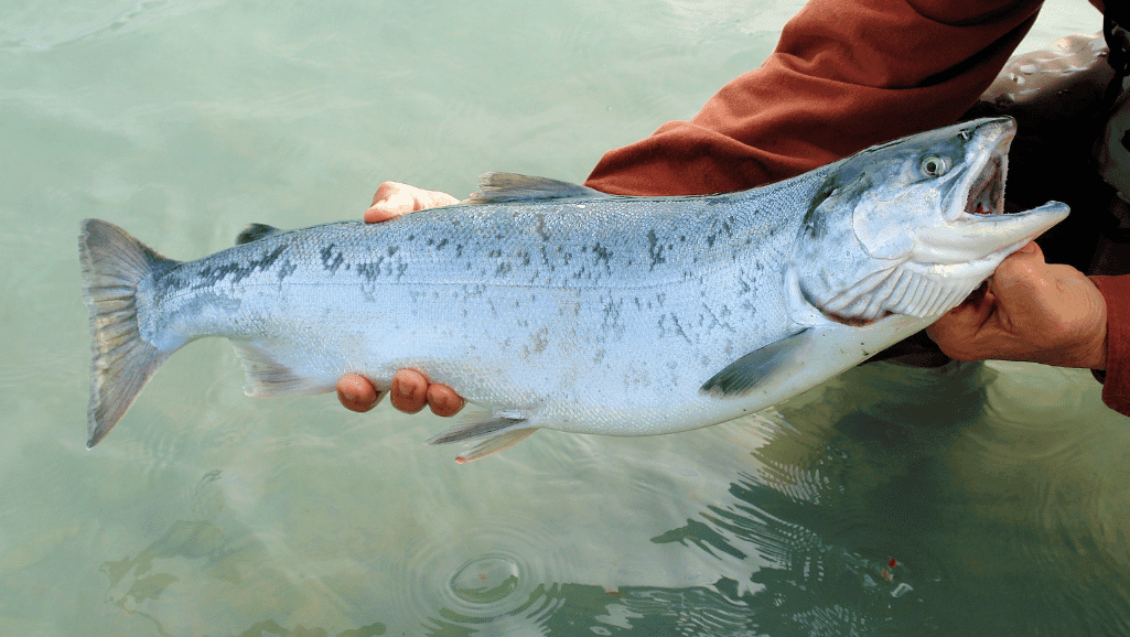 salmon fishing gear
