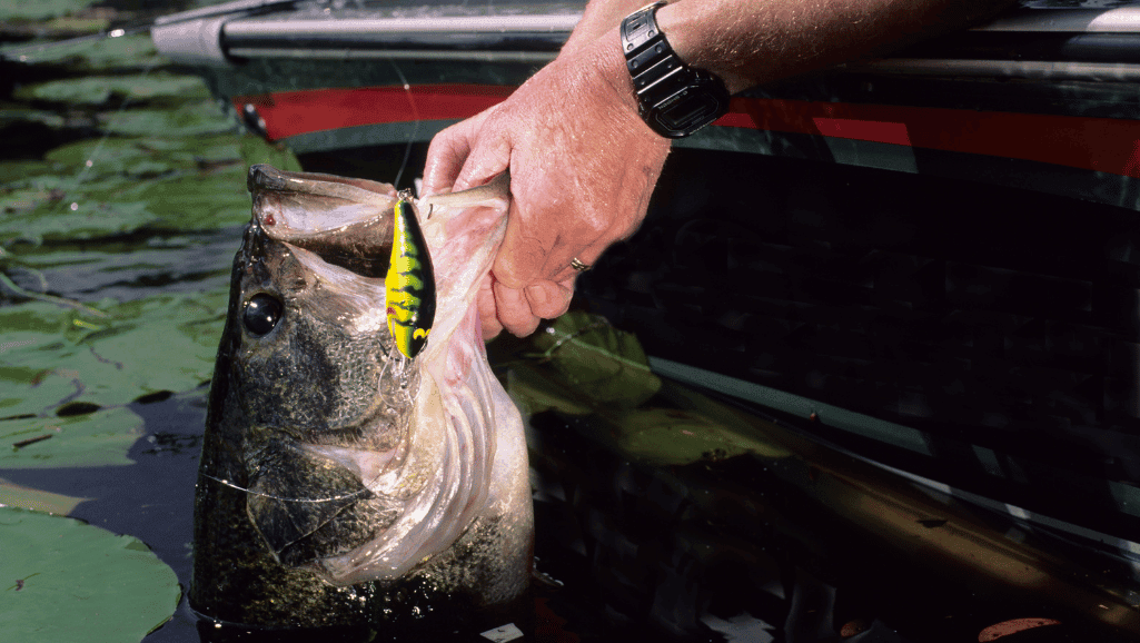 bass fishing rig tips